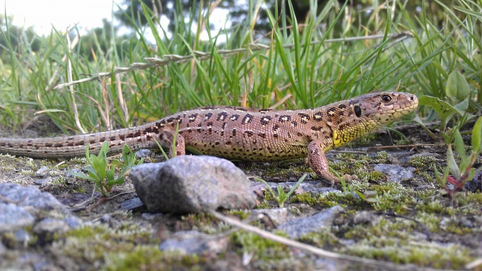 Lizard, Sand Lizard, Reptile, Female, one animal, animals in the wild preview