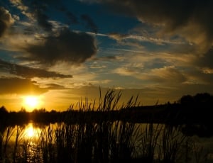 silhouette of grasses near body of water during golden hour thumbnail