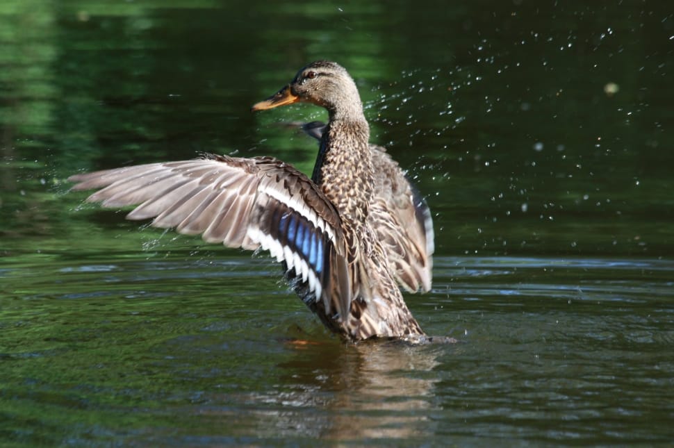 brown white and blue duck preview