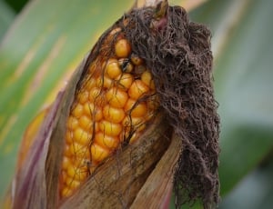 macro photography of corn thumbnail