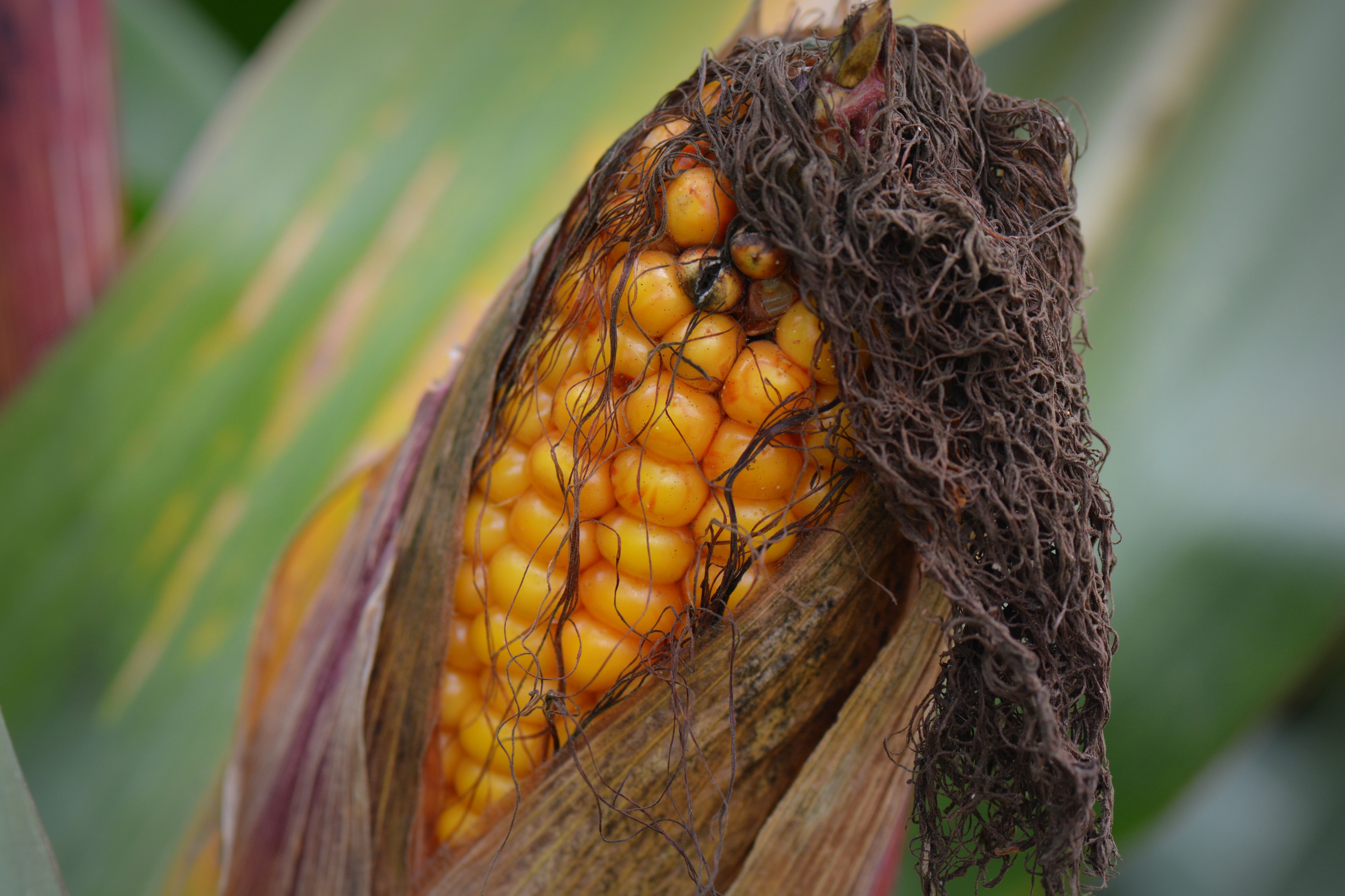 macro photography of corn