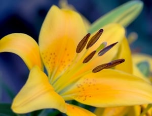 yellow petal flower thumbnail