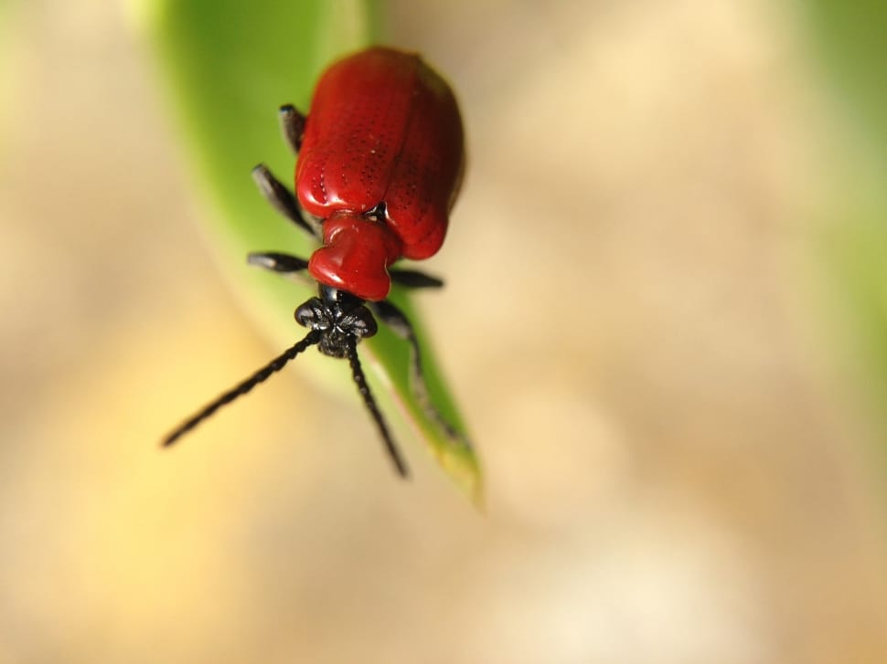 red leaf tomato beetle preview