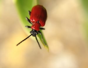red leaf tomato beetle thumbnail