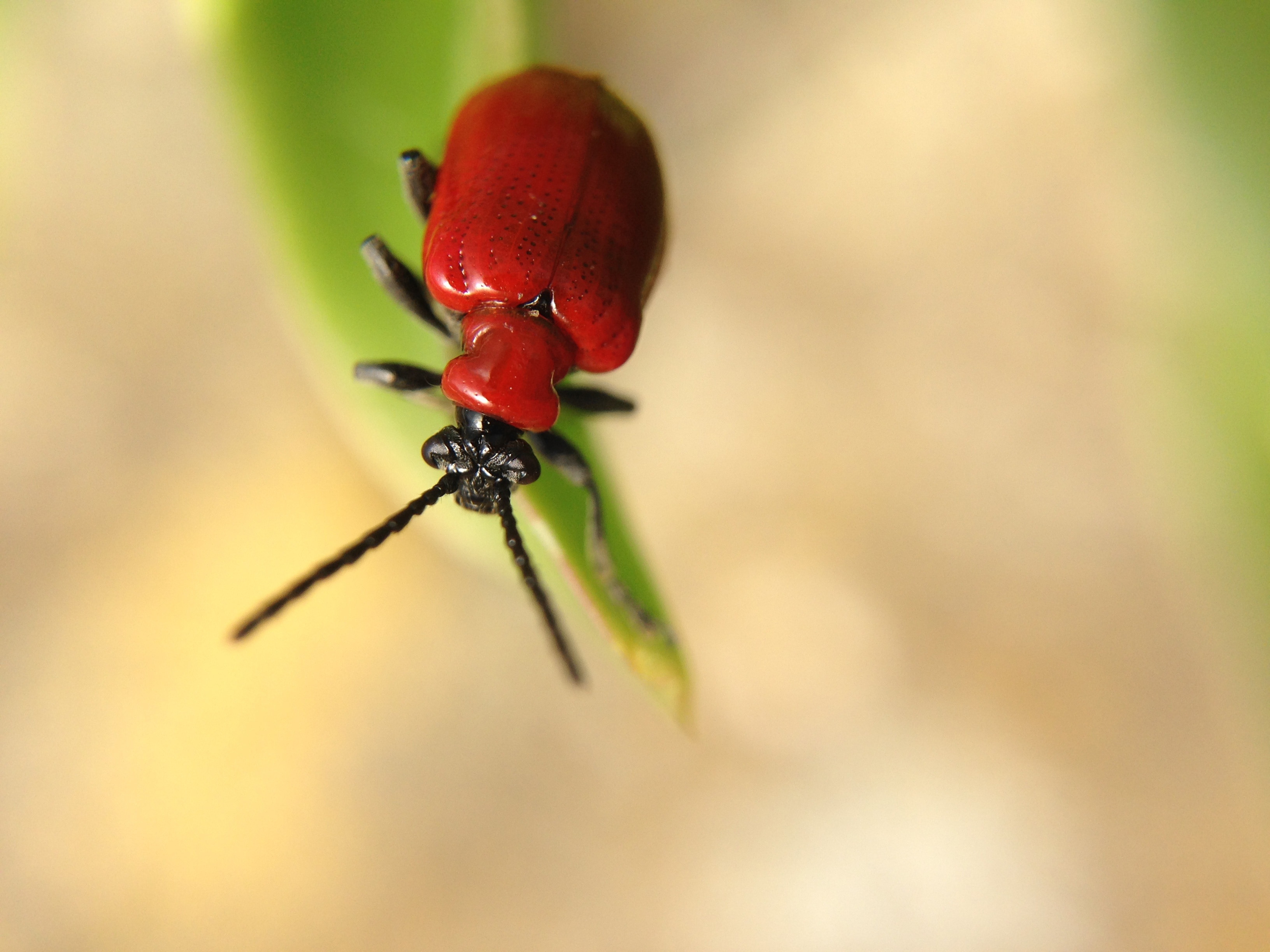red leaf tomato beetle