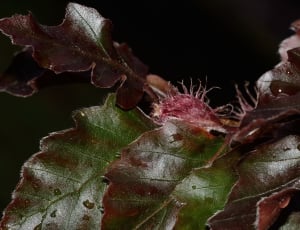 black and brown leaves thumbnail