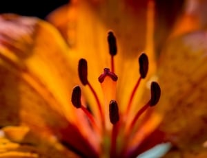 orange flower thumbnail