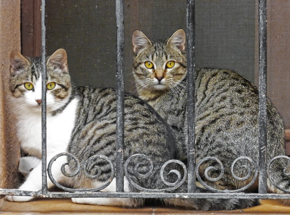 Look, Window, Grating, Cats, domestic cat, looking at camera preview