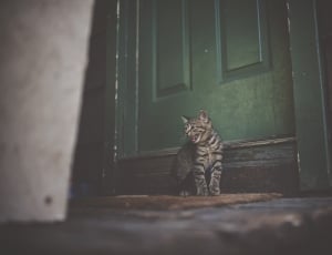 black and white tabby cat standing in brown floor mat thumbnail