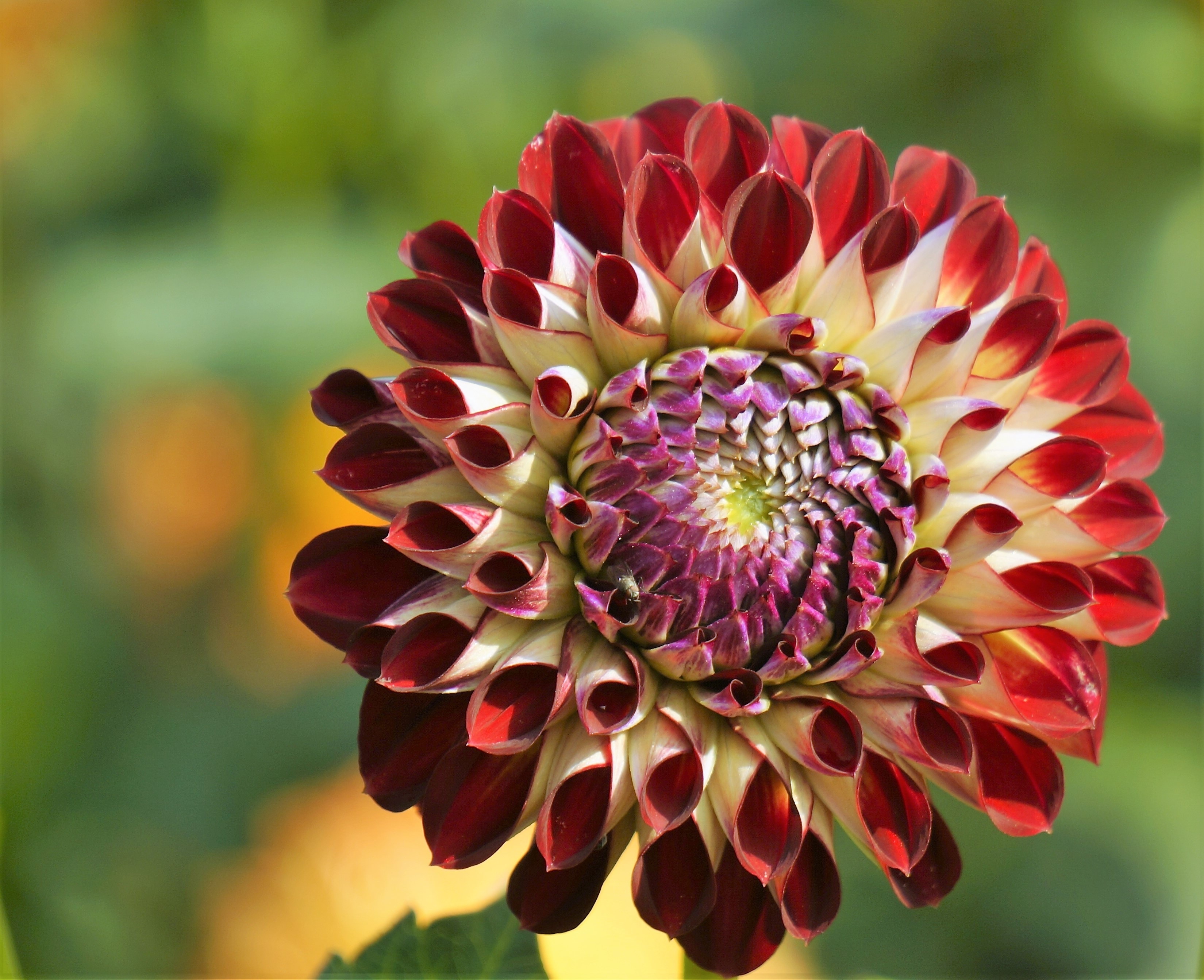 1920x1080 wallpaper | red and white flower | Peakpx