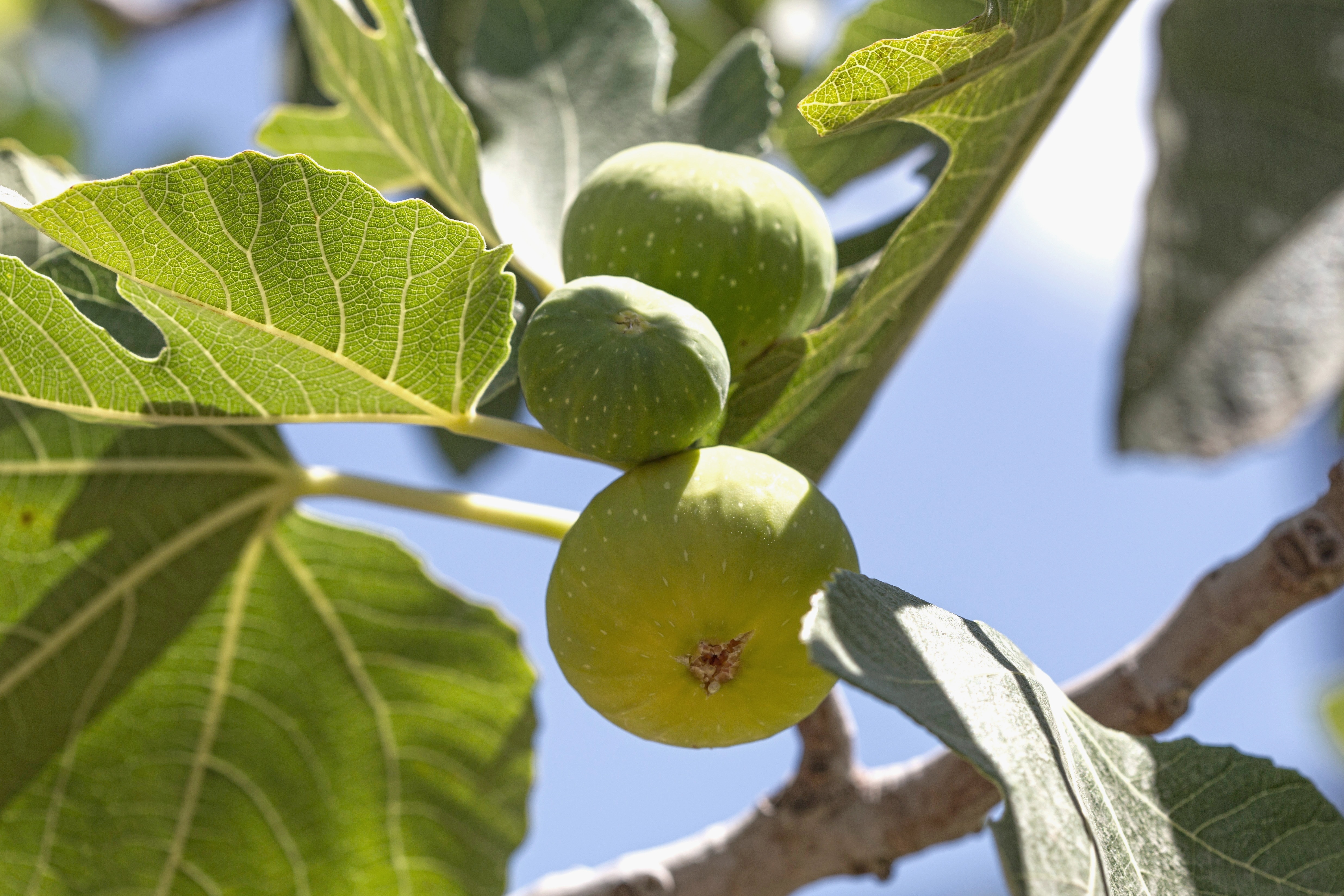 Плод смоквы на дереве