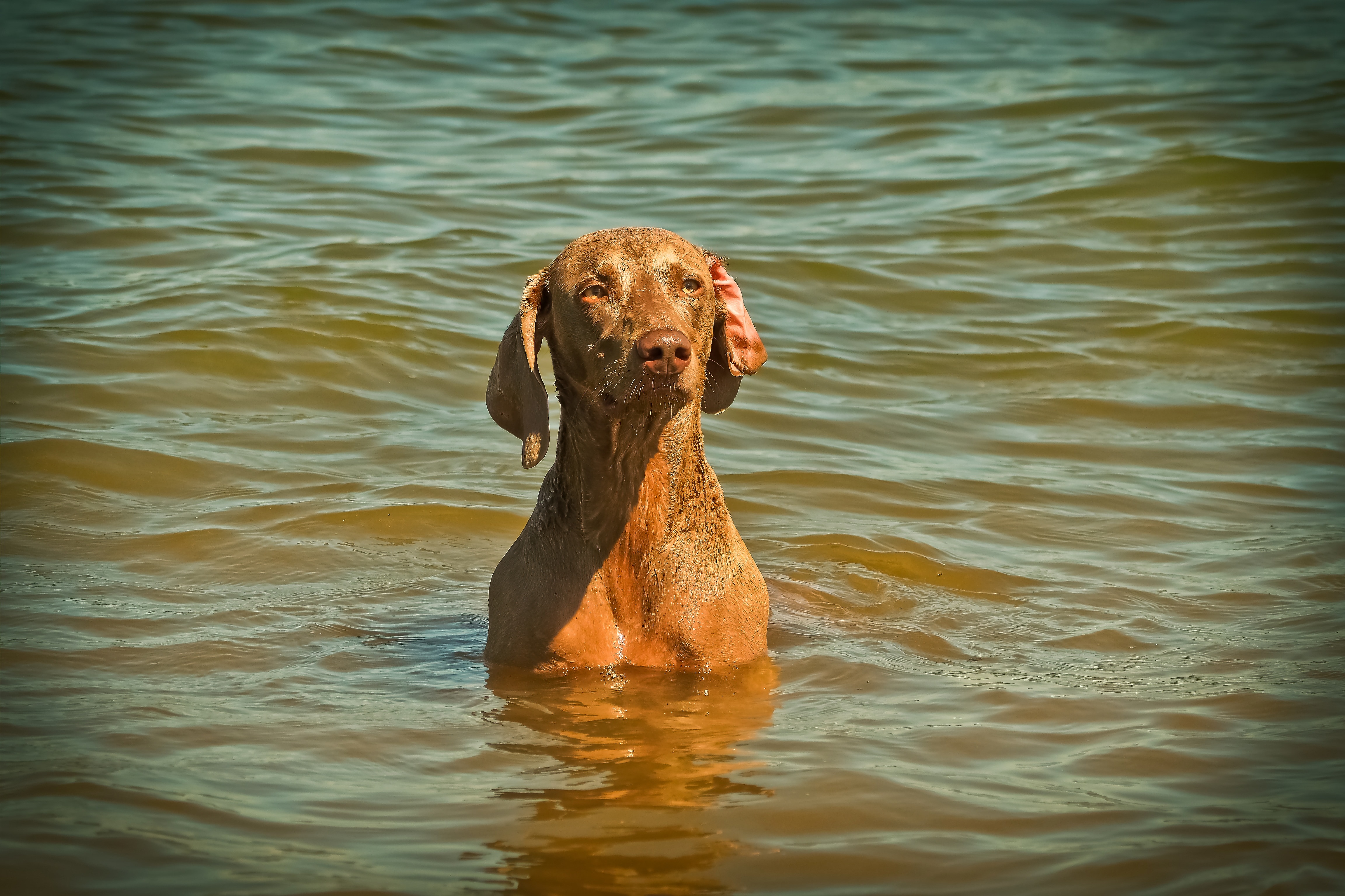 brown coonhound