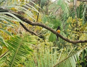 black and yellow bird on tree branch thumbnail