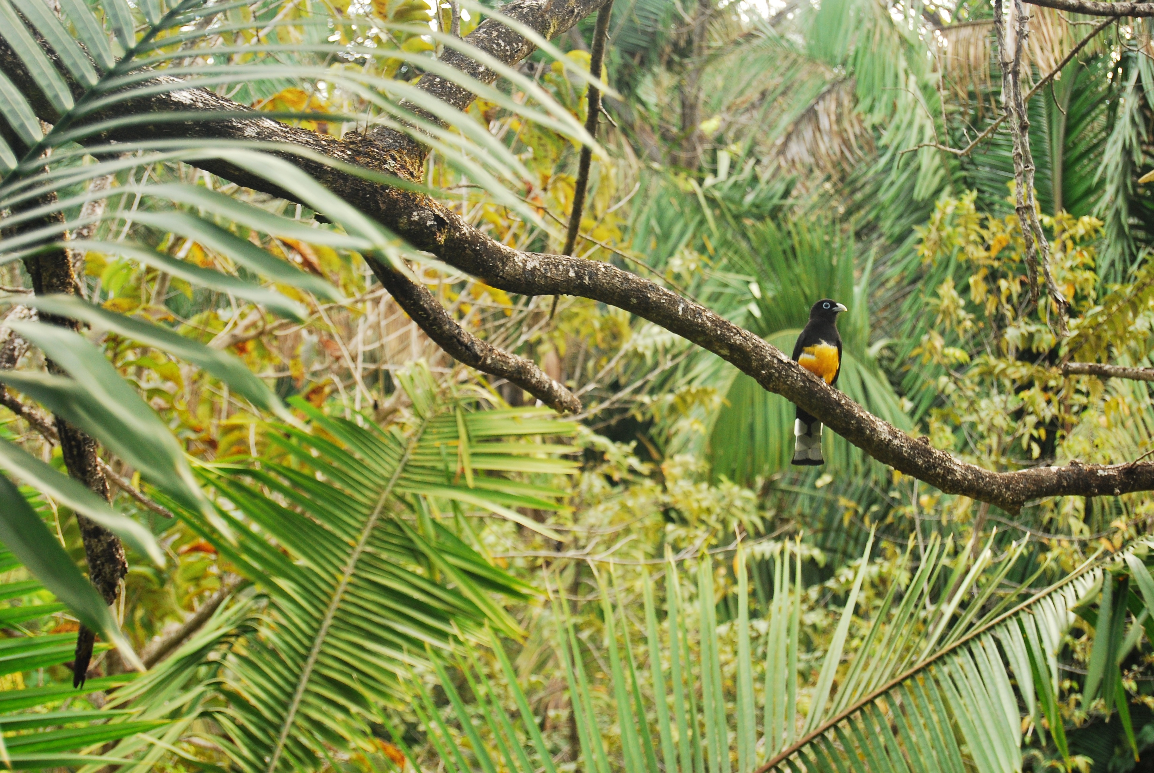 black and yellow bird on tree branch
