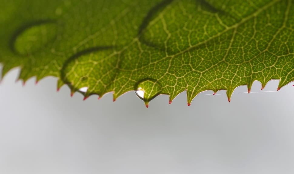 droplets on green leaf preview