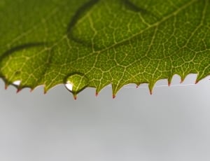 droplets on green leaf thumbnail
