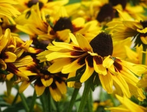 yellow and brown flower thumbnail