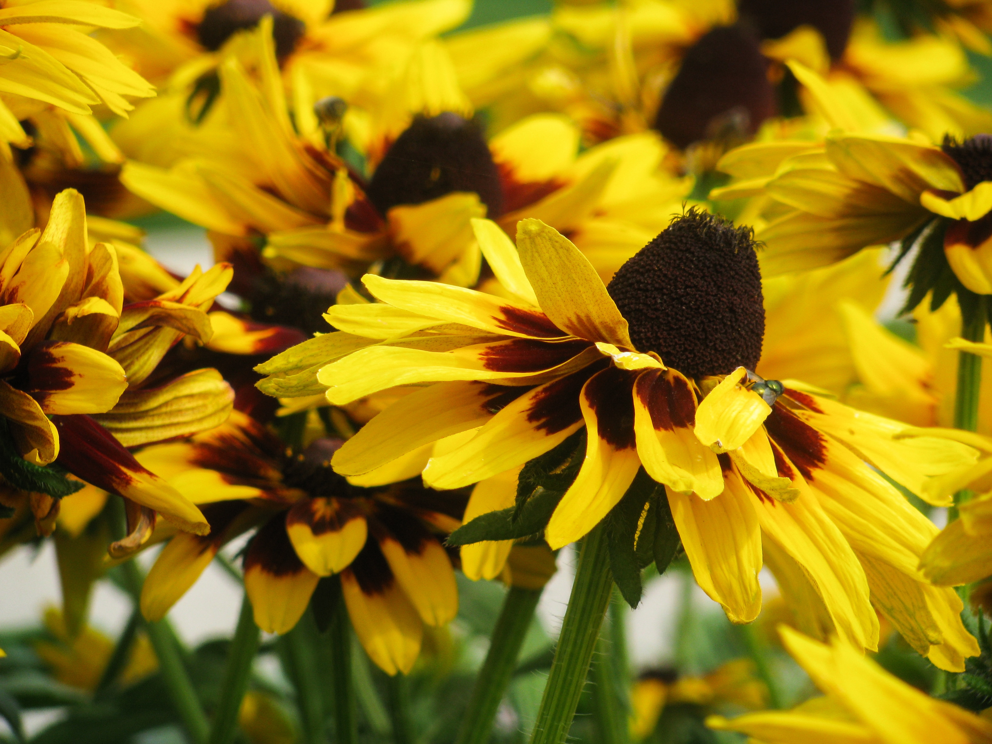 Лета желтая с черным. Жёлтый цветок. Желто черные цветы. Черно желтые цветы. Жёлтый и коричневый в природе.