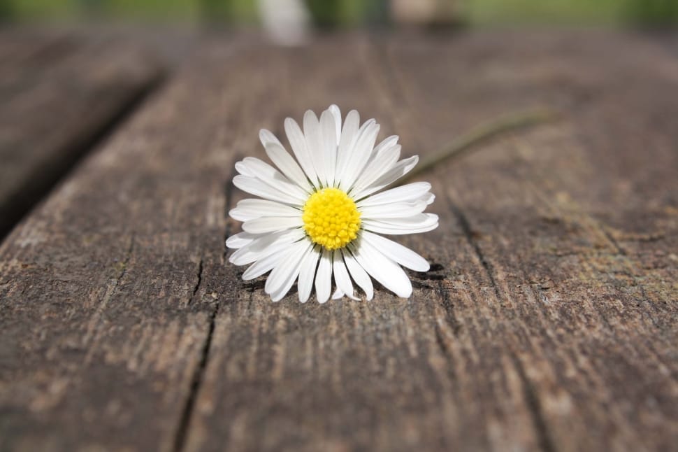 white petaled flower on top of brown wooden board preview