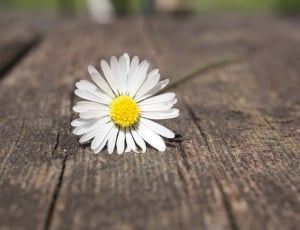 white petaled flower on top of brown wooden board thumbnail