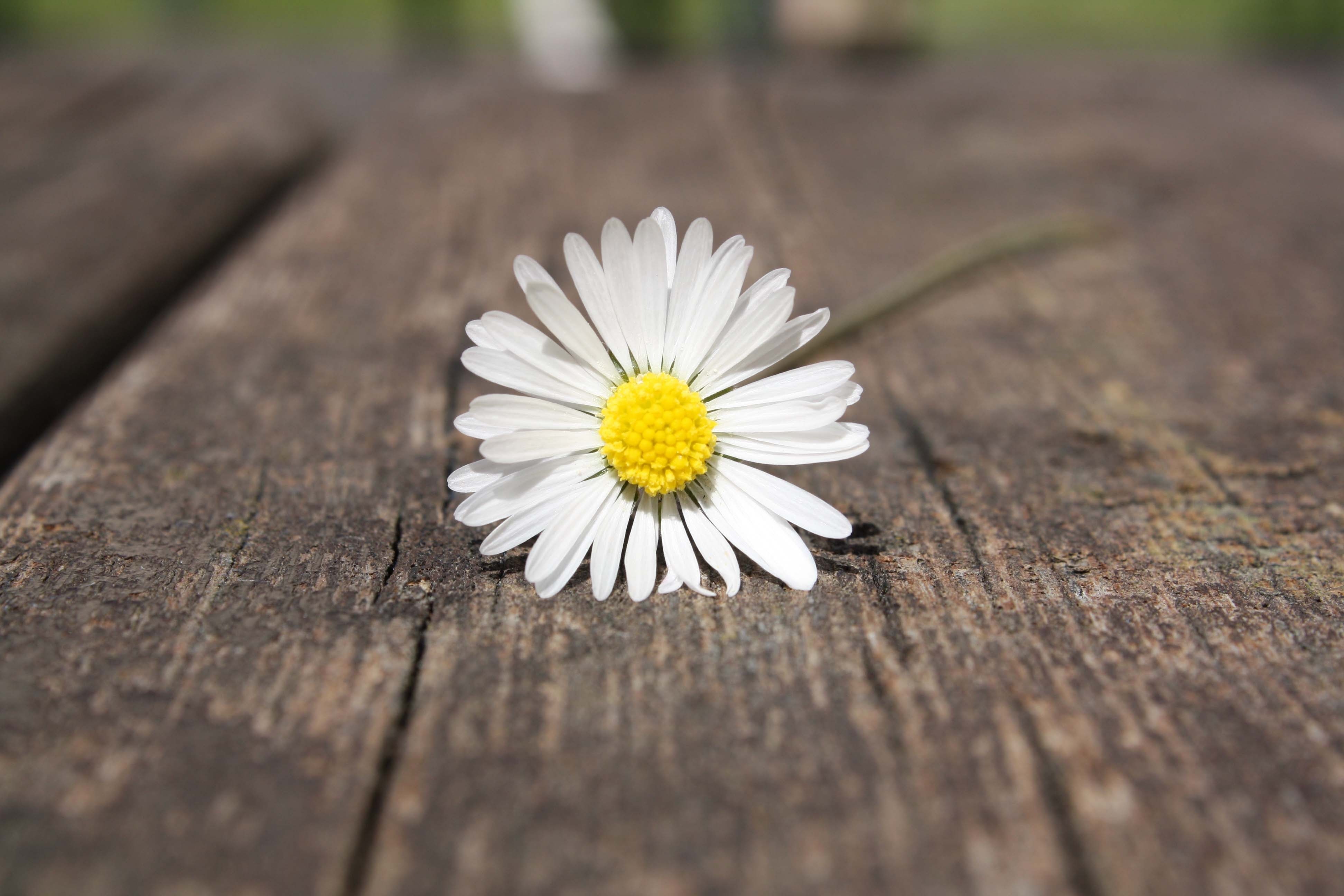 white petaled flower on top of brown wooden board