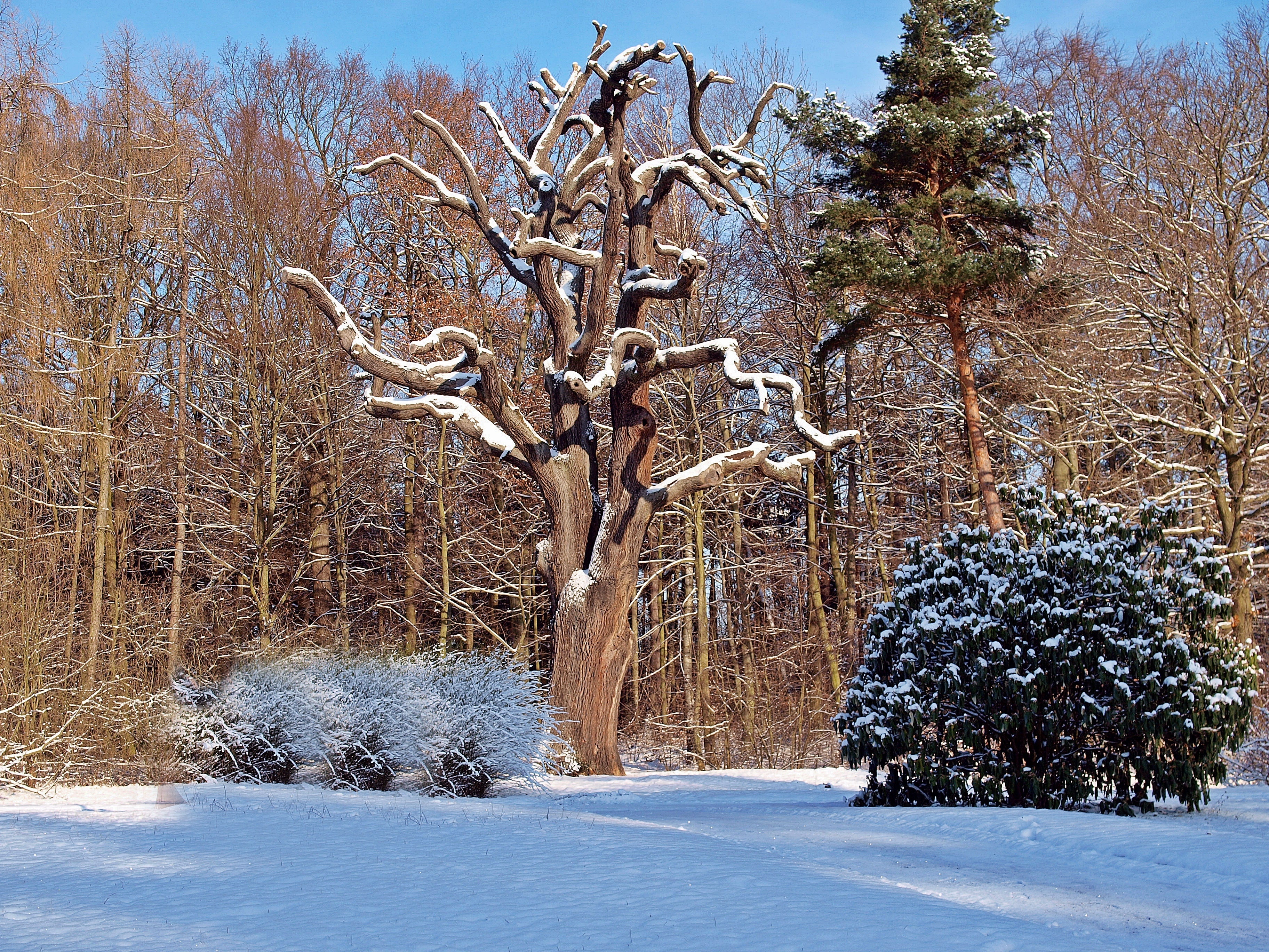 Как выглядит дерево зимой. Дуб зимой. Деревья и кустарники зимой. Зимнее дерево. Лесное дерево зимой.