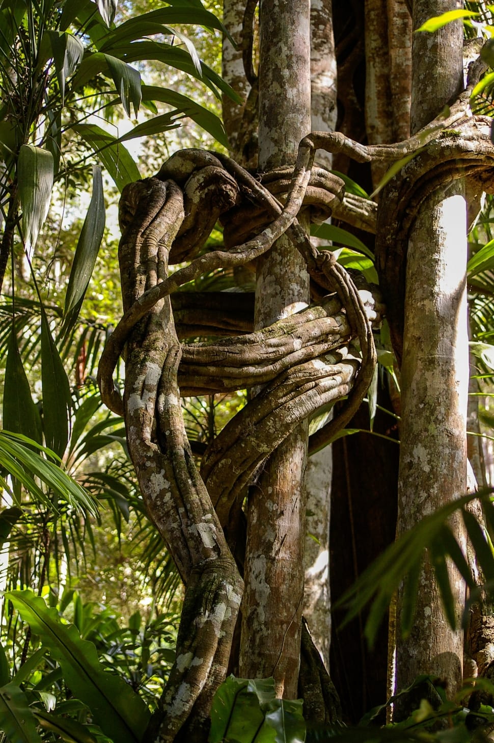 Strangler Fig, Jungle, Trees, Forest, tree, tree trunk preview