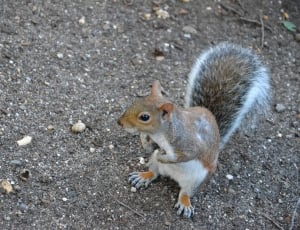 Squirrel, Park, Creature, Nature, Animal, one animal, animals in the wild thumbnail