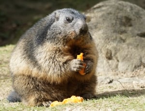 Close, Food, Marmot, Rodent, one animal, animals in the wild thumbnail