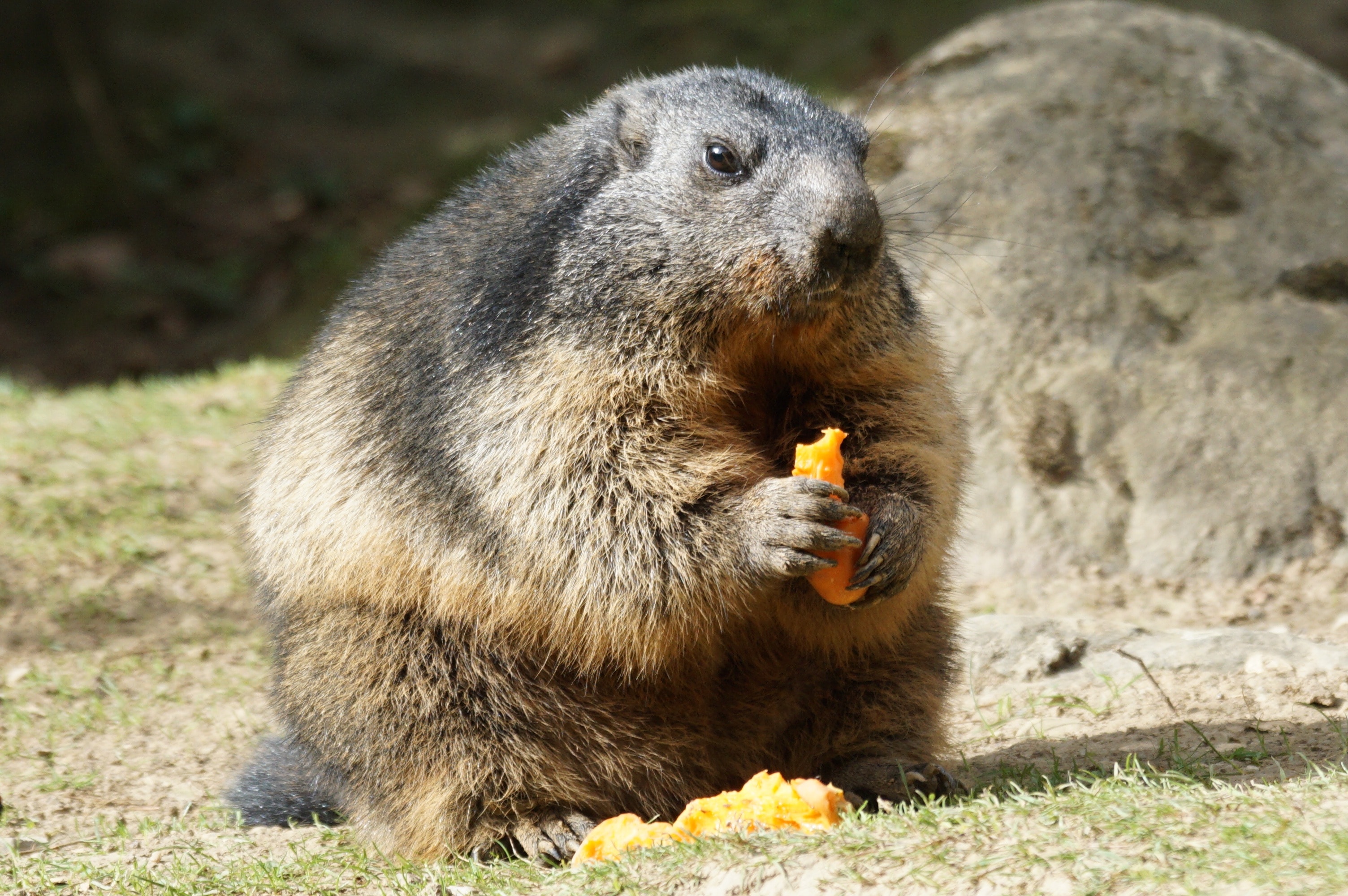Close, Food, Marmot, Rodent, one animal, animals in the wild