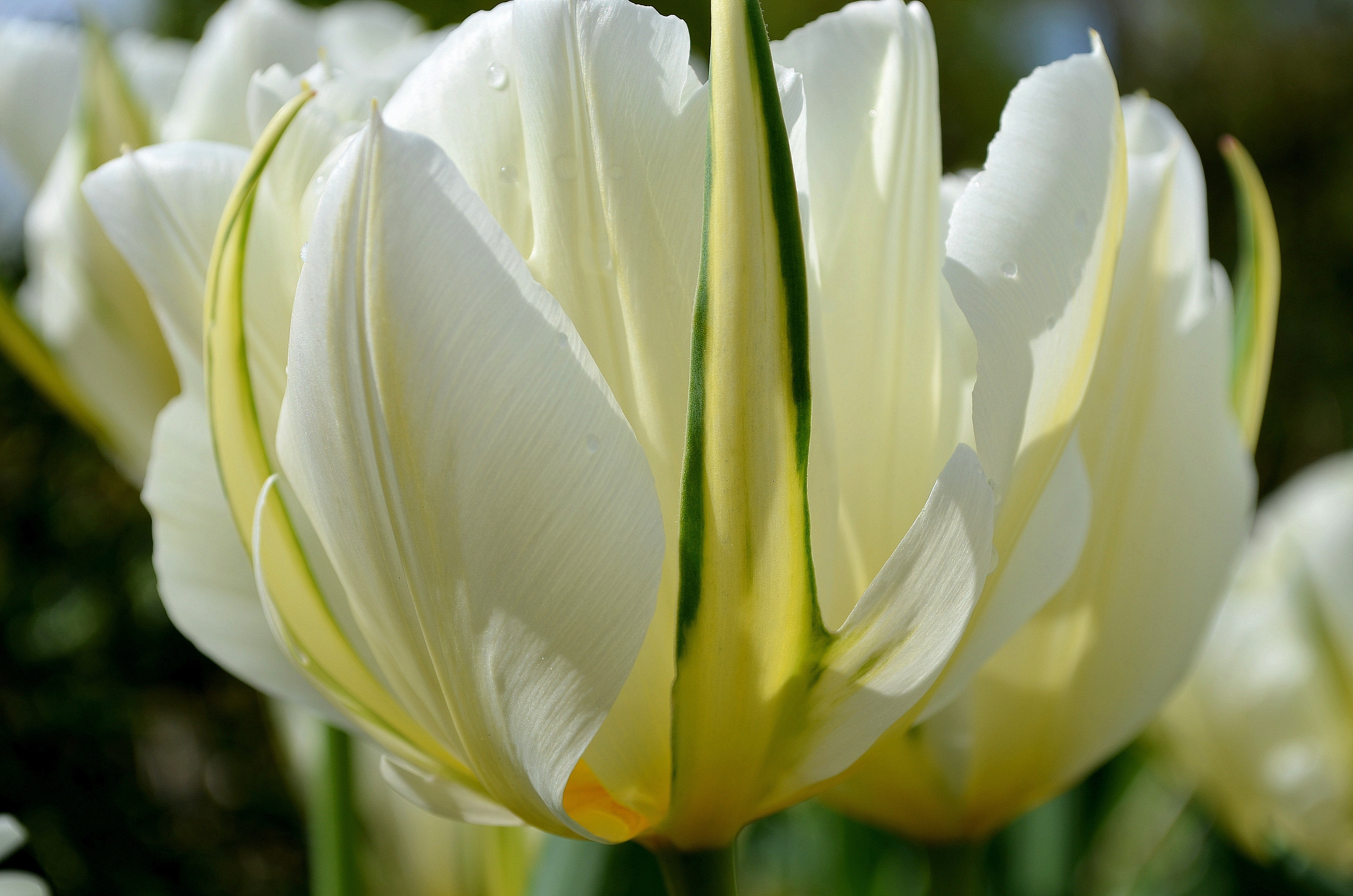 white and yellow flower plant