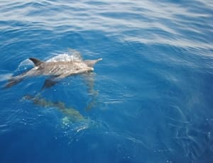 gray dolphin thumbnail