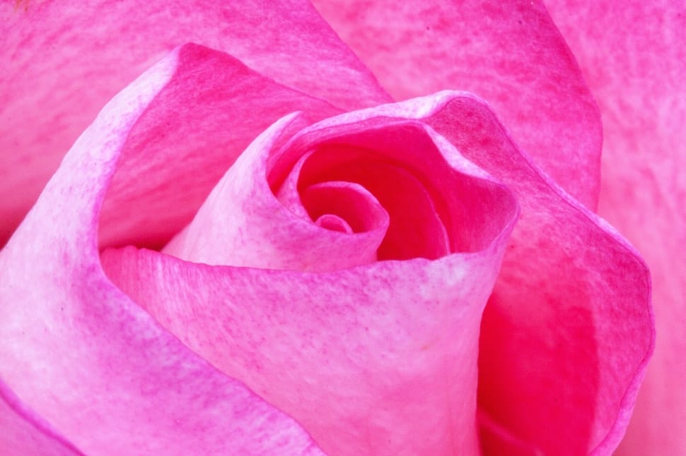 shallow focus photograph of pink flower preview