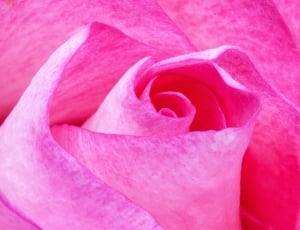shallow focus photograph of pink flower thumbnail