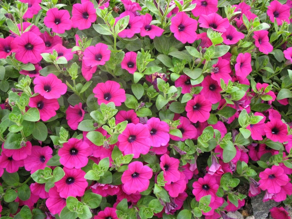 Garden, Plant, Flowers, Petunias, Summer, pink color, flower preview