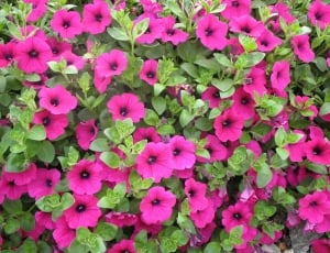 Garden, Plant, Flowers, Petunias, Summer, pink color, flower thumbnail