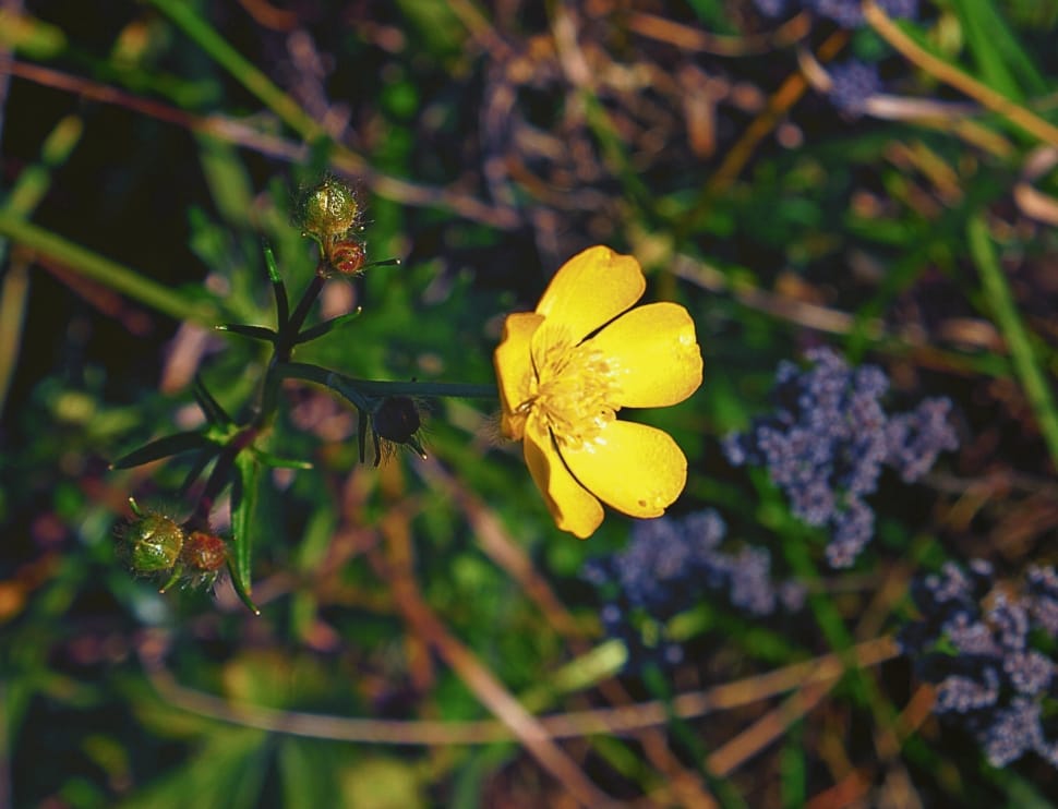 yellow petaled flower in closeup photo preview