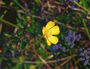 yellow petaled flower in closeup photo thumbnail
