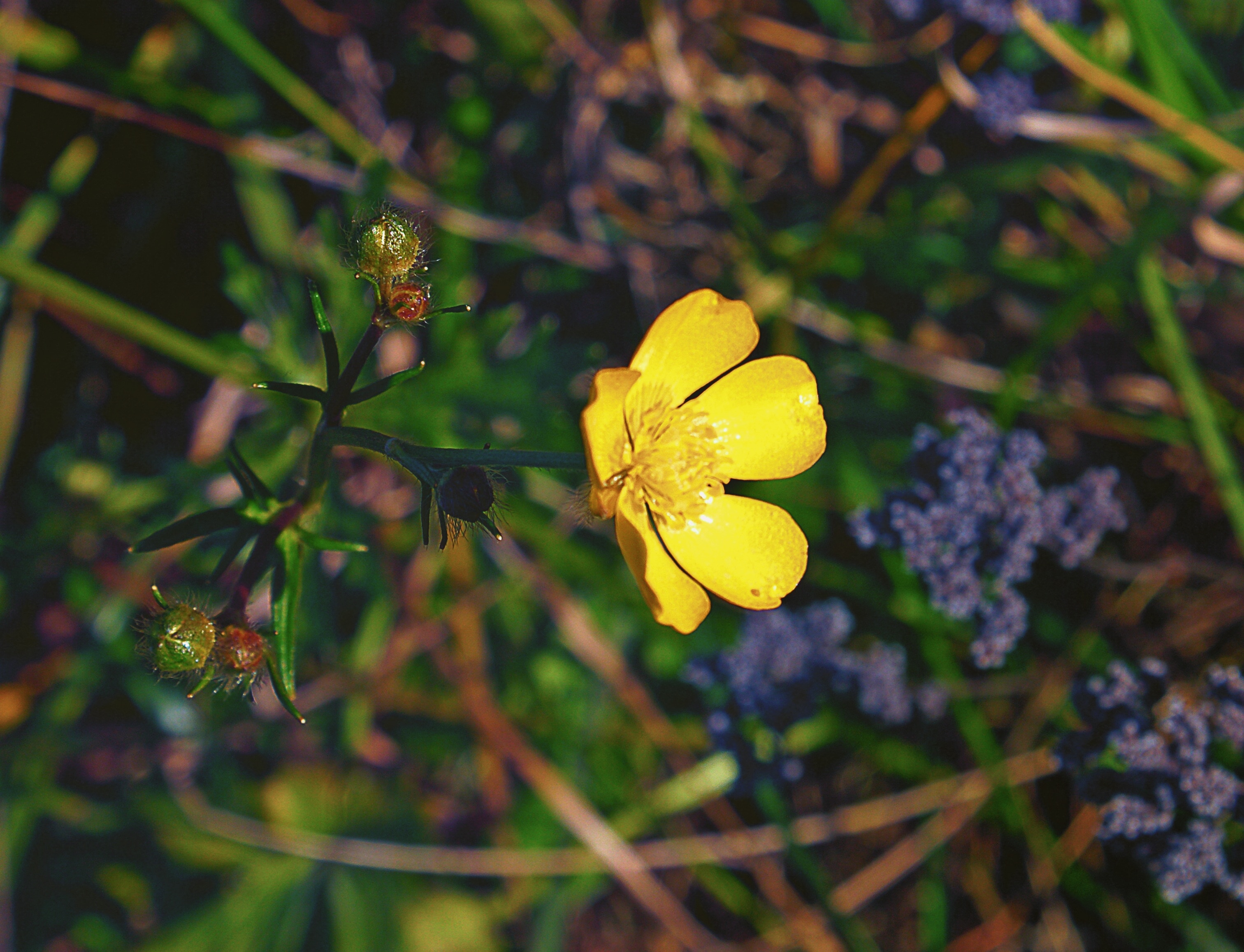 yellow petaled flower in closeup photo