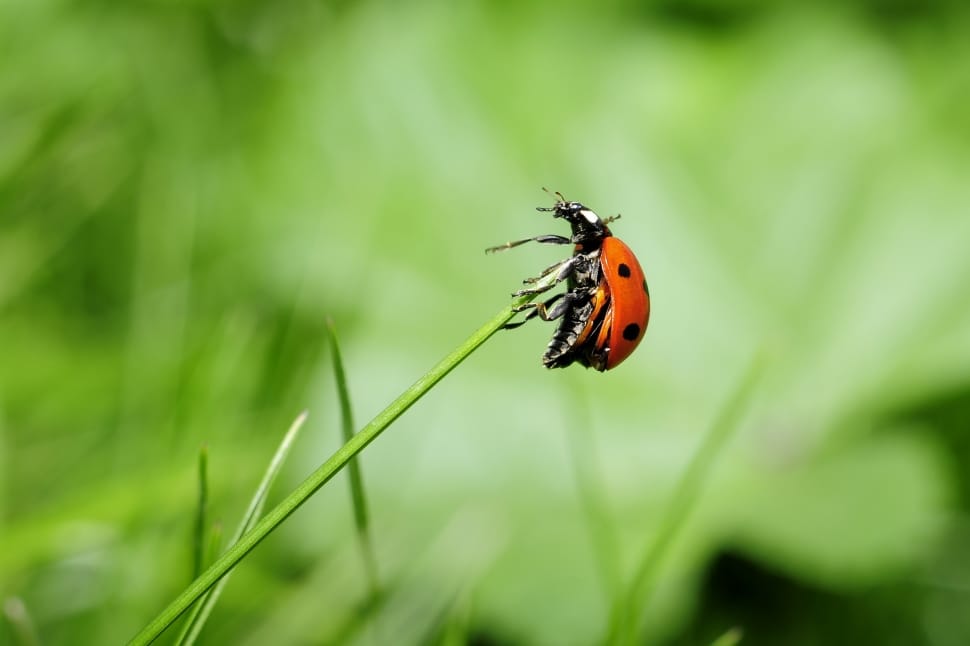 coccinellidae on green plant preview