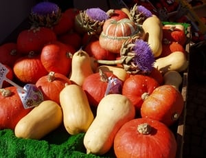 Autumn, Golden Autumn Pumpkins, food and drink, fruit thumbnail
