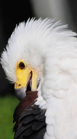 white black and yellow long beak bird thumbnail