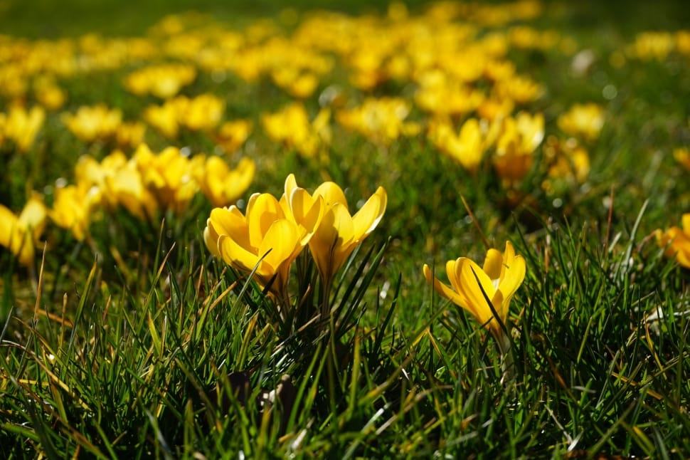 Spring, Crocus, Plant, Flowers, flower, yellow preview