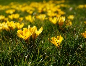 Spring, Crocus, Plant, Flowers, flower, yellow thumbnail