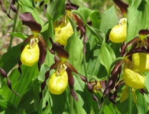 yellow green and maroon plant thumbnail