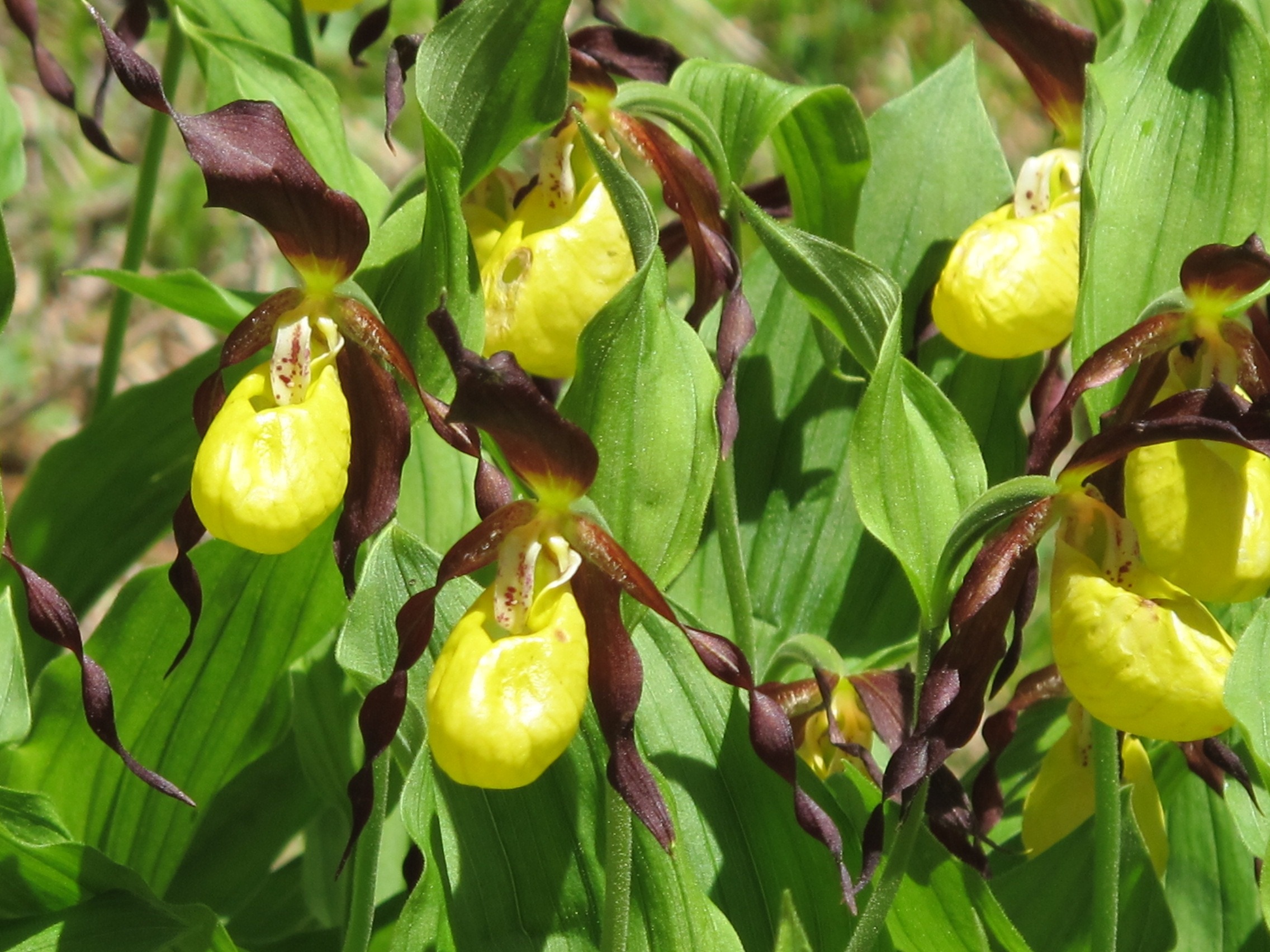 yellow green and maroon plant