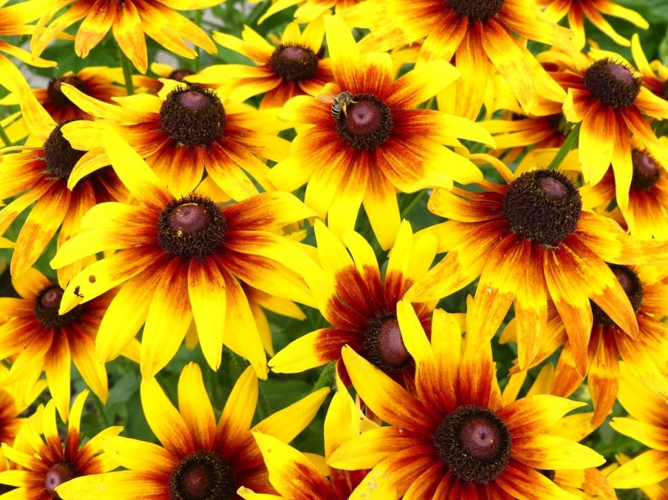 yellow and red sunflowers preview