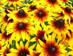 yellow and red sunflowers thumbnail
