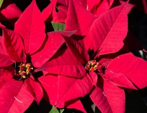 Leaves, Flowers, Red, Bright, Poinsettia, flower, red thumbnail