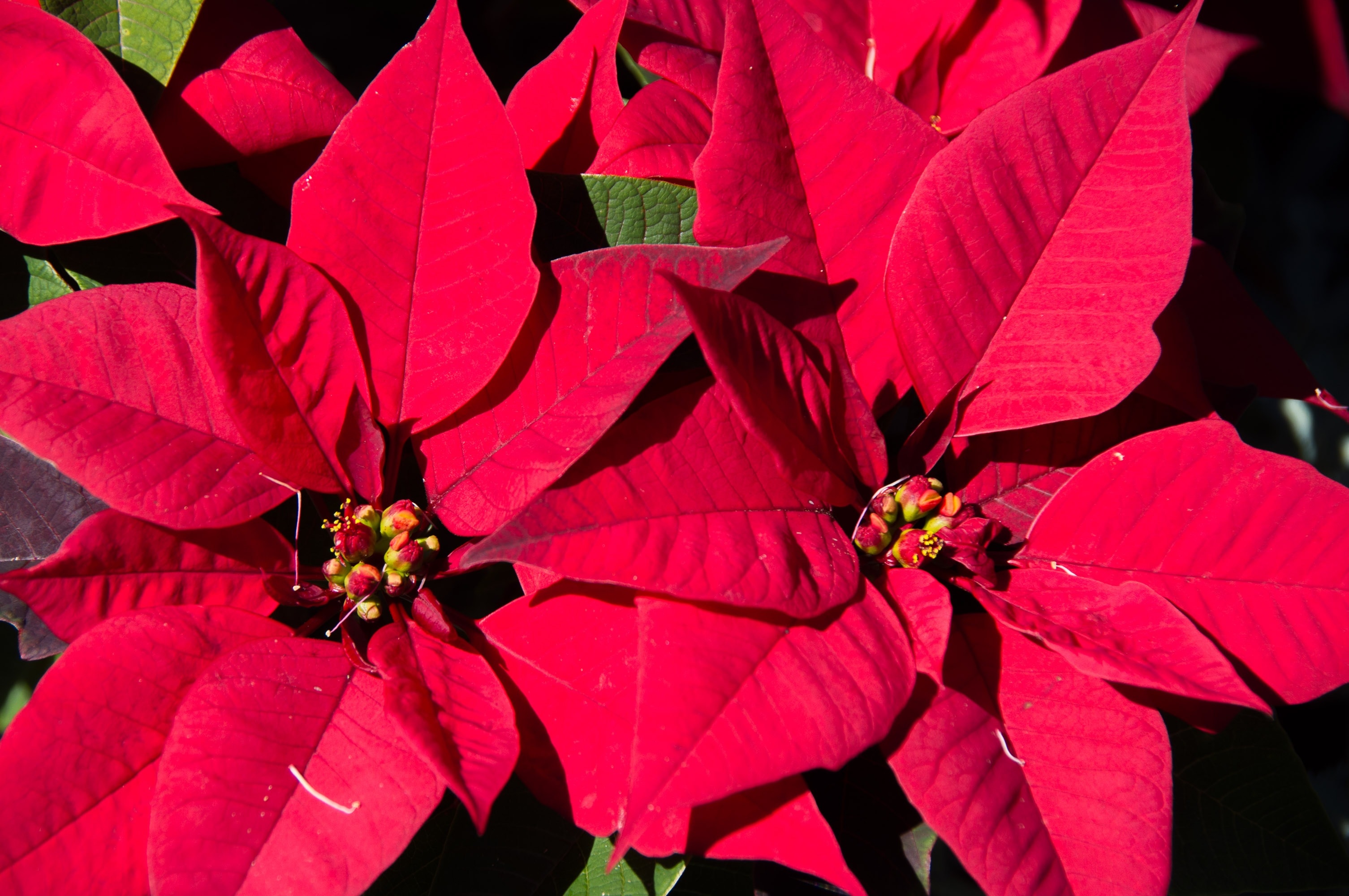 Leaves, Flowers, Red, Bright, Poinsettia, flower, red